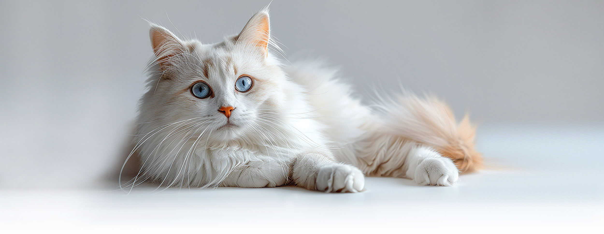 white-cat-header
