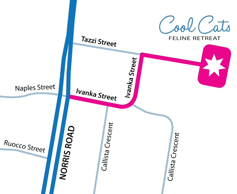 Cool-Cats-map
