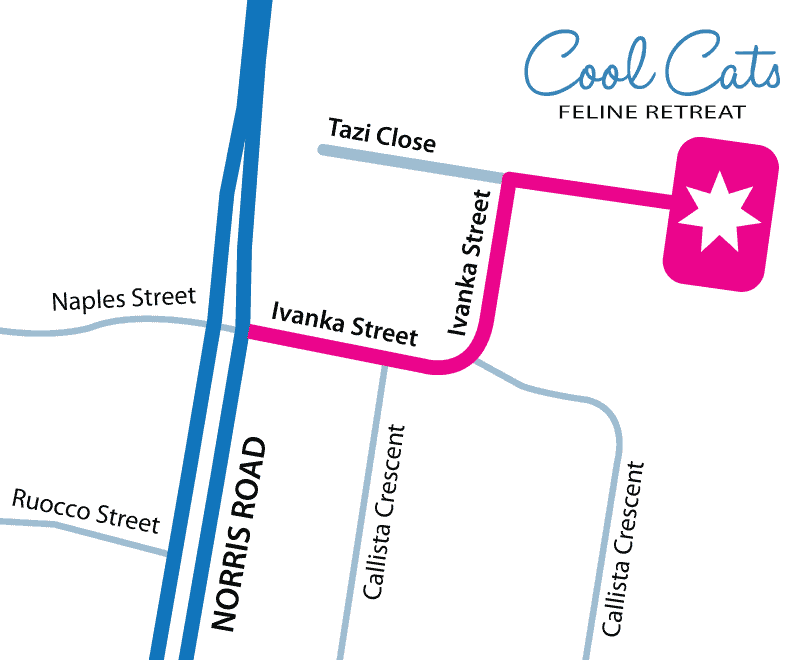 Cool-Cats-map